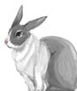 rabbit2