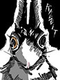 rabbit4